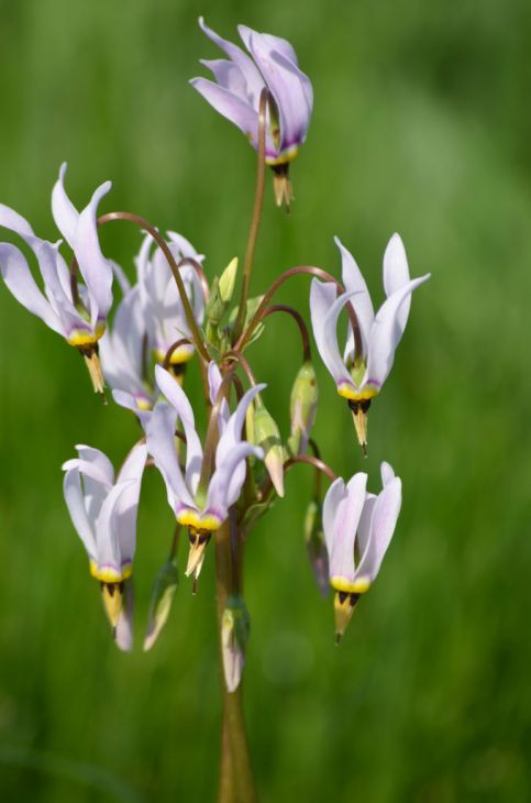 Shooting Star (Dodecatheon meadia) Bare Root Plants - 5 Pack