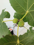 Dominick's Fig Cutting (Unrooted) - Ficus carica, 8"+ with 3+ Nodes, Rare Heirloom, Cold-Hardy