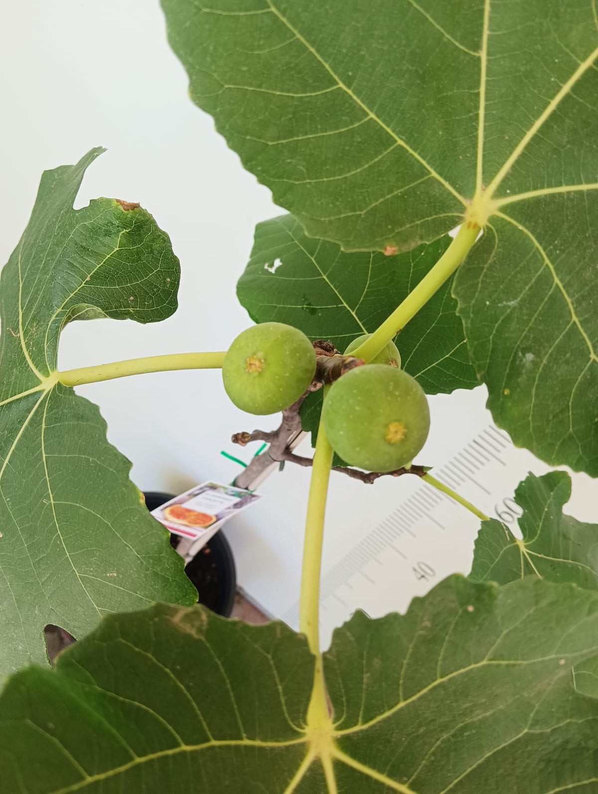 Dominick's Fig Cutting (Unrooted) - Ficus carica, 8"+ with 3+ Nodes, Rare Heirloom, Cold-Hardy