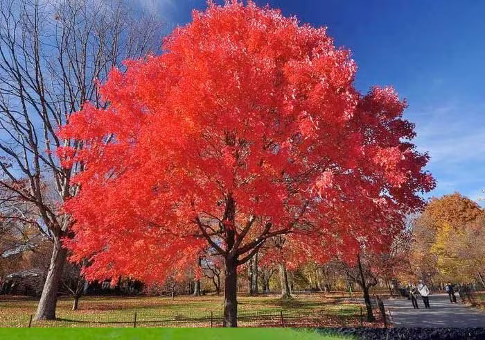 Red Maple Tree (Acer rubrum) Bare Root 1–2 ft Tall - Native, Fast-Growing Shade Tree