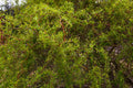 Corkscrew Willow Tree (Salix matsudana 'Tortuosa') Bare Root 1–2 ft