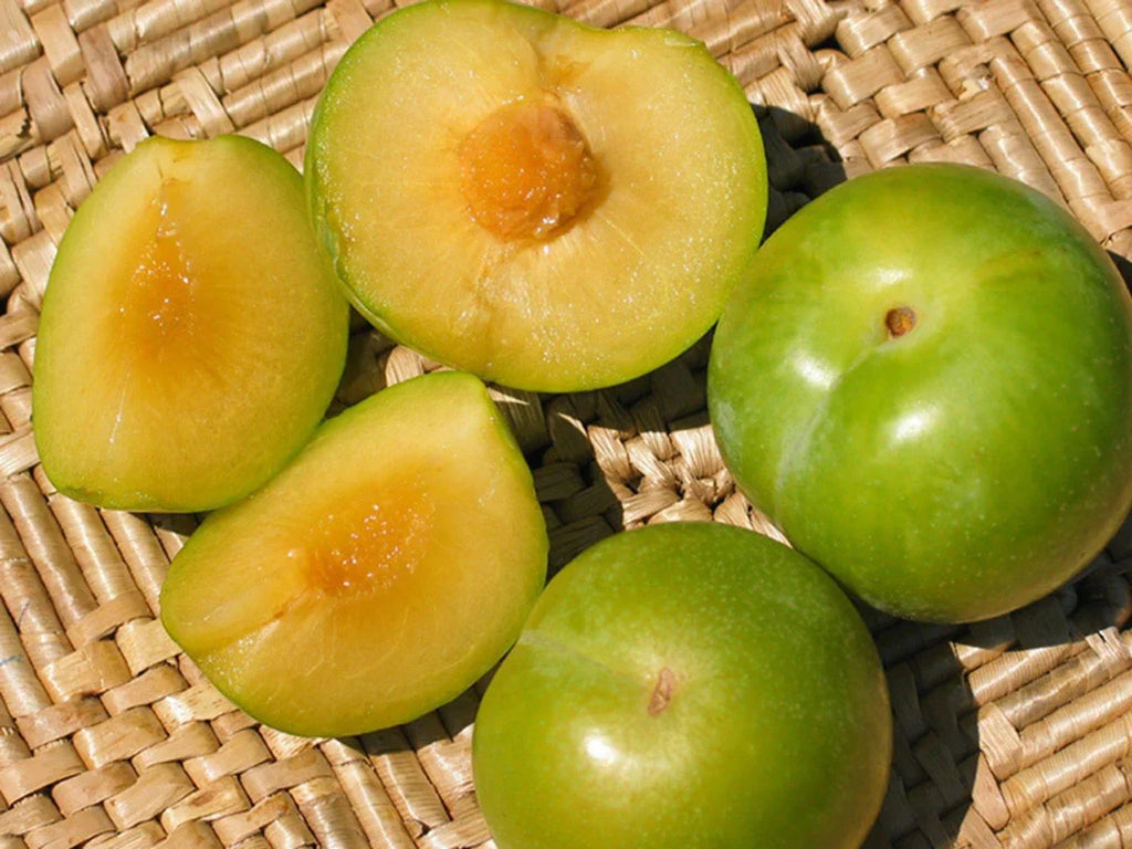 Emerald Pluot Scion Cuttings - Unrooted 3–6" Grafting Wood (5 Count)