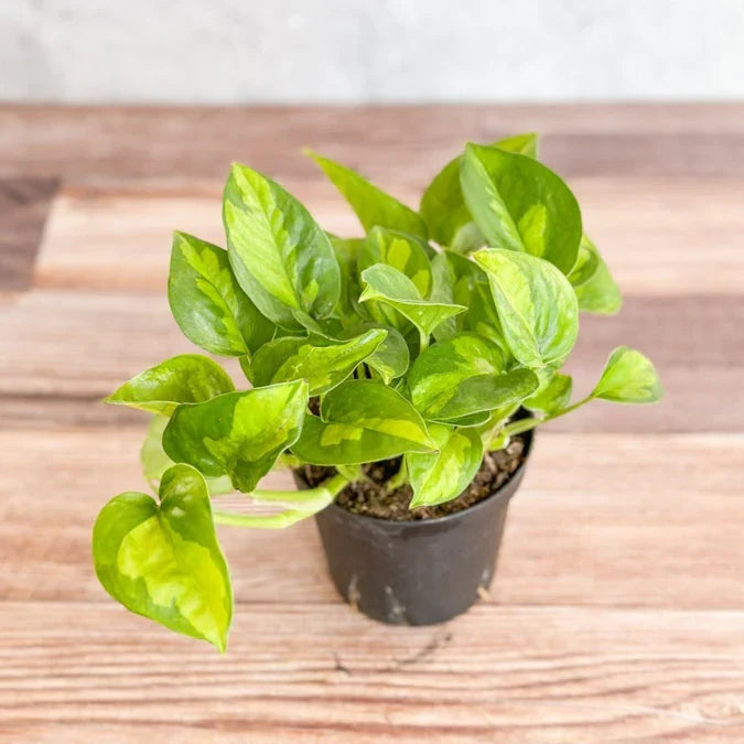 Global Green Pothos Rooted Cutting | Epipremnum aureum Live Houseplant