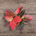 Aglaonema Red Vein (Chinese Evergreen) Rooted Starter Plant – Live Indoor Plant with Red Veined Green Foliage