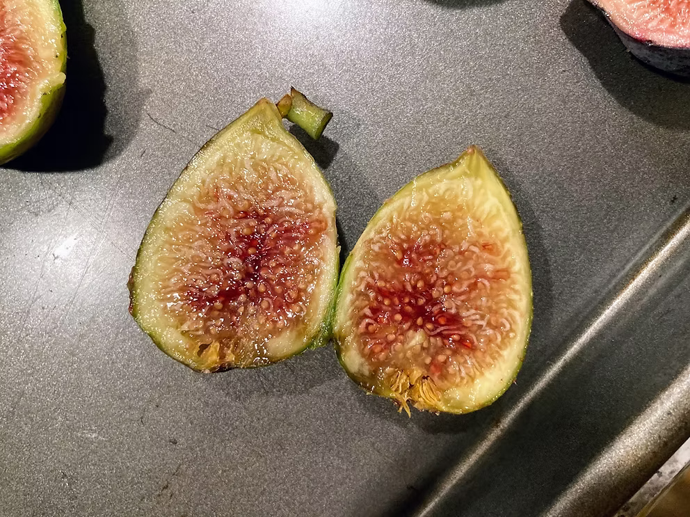 Corragio Fig Cutting (Unrooted) - Ficus carica, 8"+, 3+ Nodes, Rare Variety