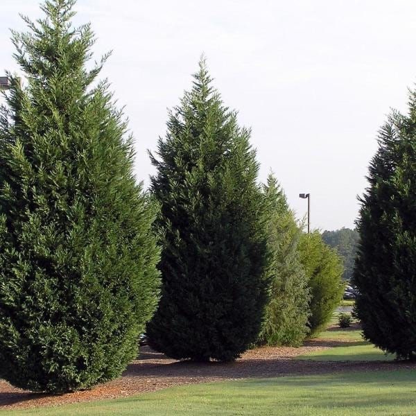 Leyland Cypress Cuttings 6-7" Unrooted (15 Pack) for Privacy Screens
