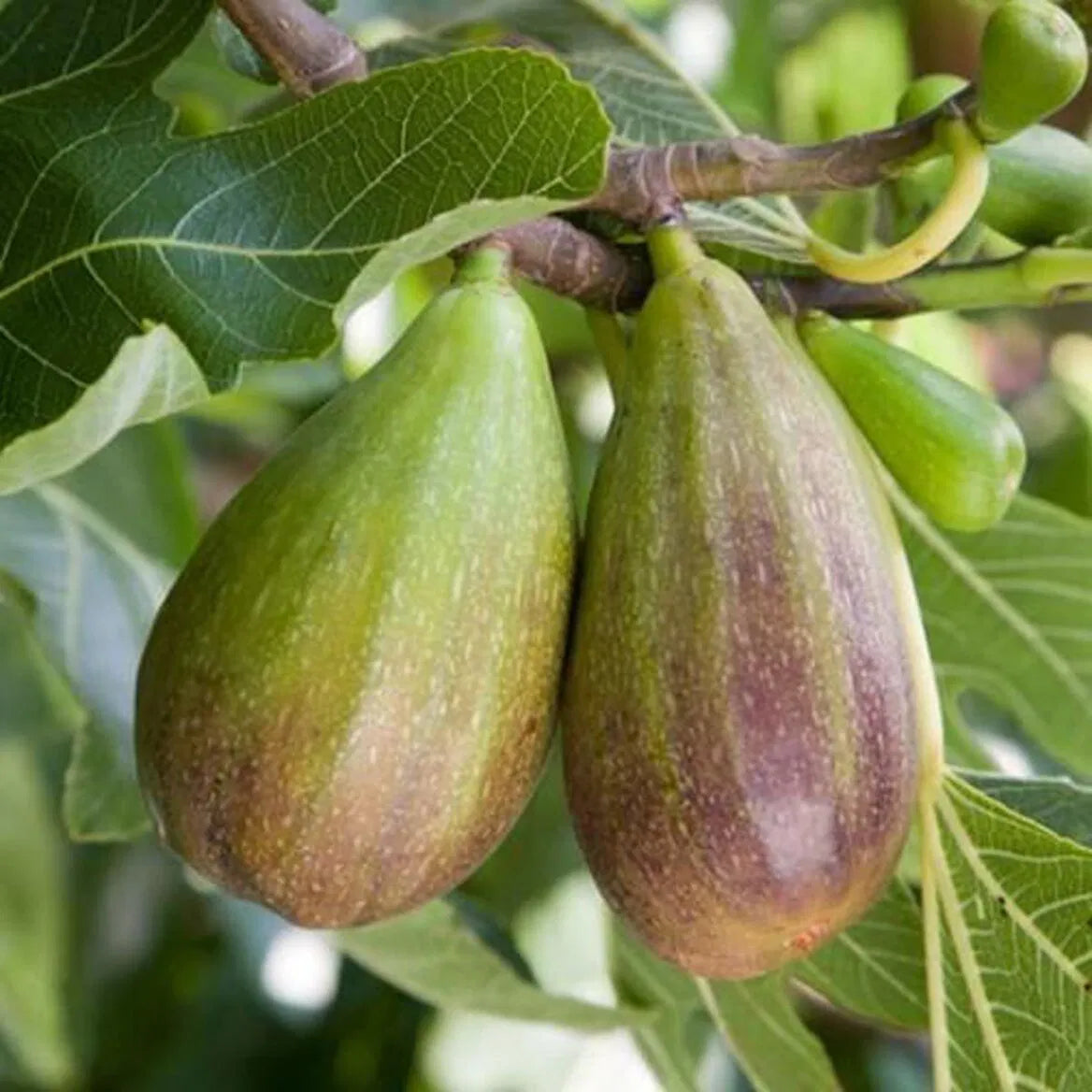 Brunswick Fig Cuttings (Ficus carica) - 2 Unrooted 6-8" Cuttings for Propagation