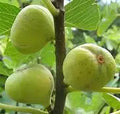 Brooklyn White Fig Cuttings - 2 Unrooted 6-8" | Heirloom Organic Propagation