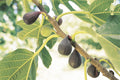 Violette de Bordeaux Fig Tree – Ficus carica – Bare Root Starter Plant