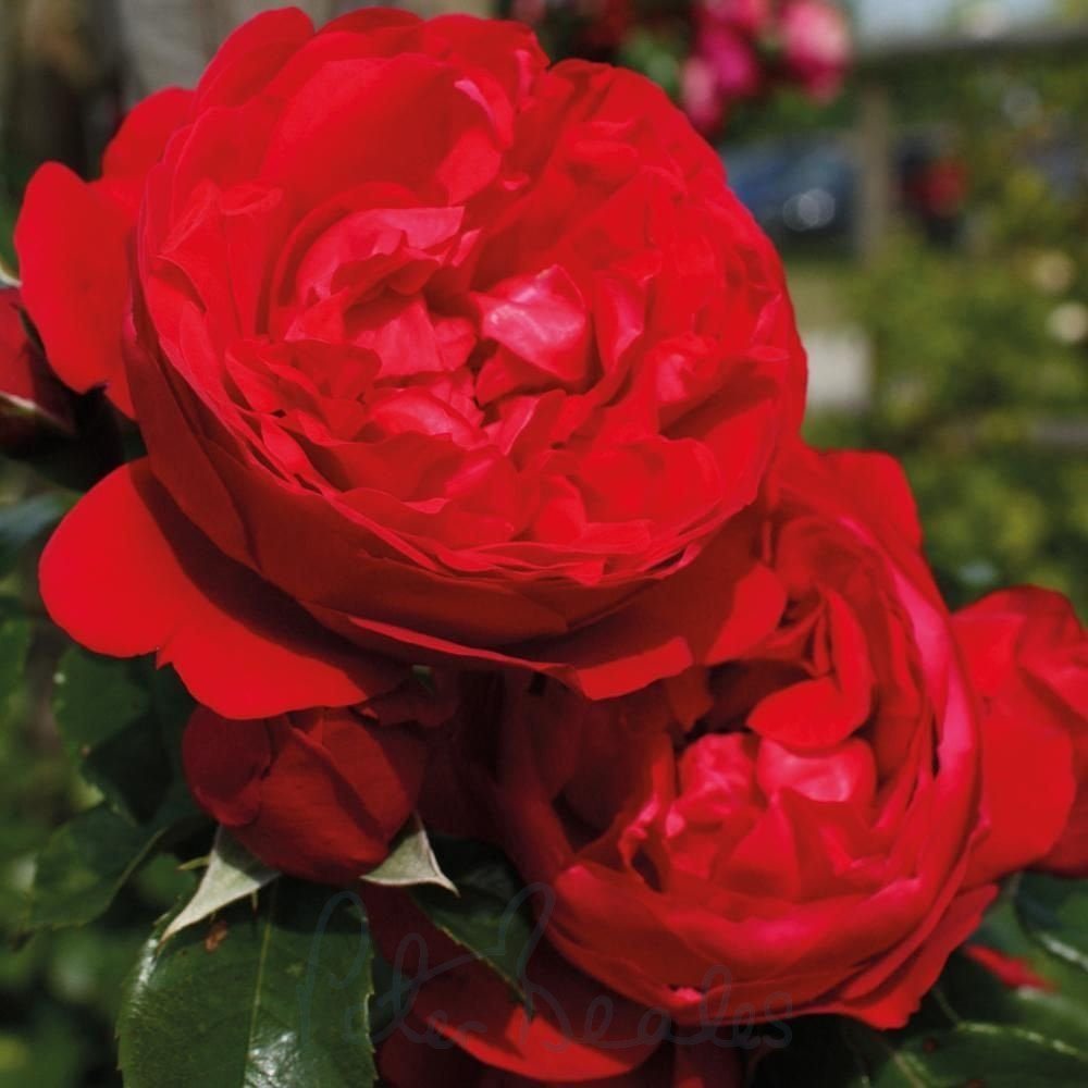 Florentina Rose Cuttings (Rosa 'Florentina') – 3 Unrooted for Rooting or Grafting