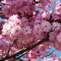 Kwanzan Cherry Blossom Tree Cuttings (Prunus serrulata) - 8-10" Unrooted Hardwood Cuttings