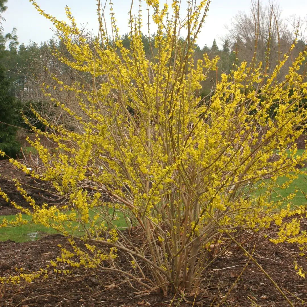Forsythia Cuttings (10) 6–8" Unrooted Hardwood Stems for Propagation