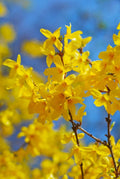 Lynwood Golden Forsythia 10 Unrooted Hardwood Cuttings - Forsythia × intermedia