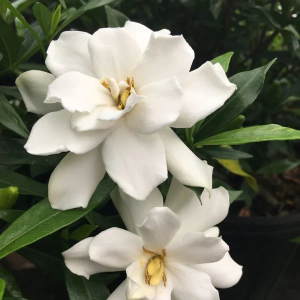 Frostproof Gardenia Live Mature Plant in 1 Gallon Pot – Fragrant White Blooms, Evergreen Shrub