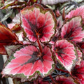 Begonia Red Robin Live Plant (Bare-root) 4–6” Tall | Deep Red Variegated Foliage