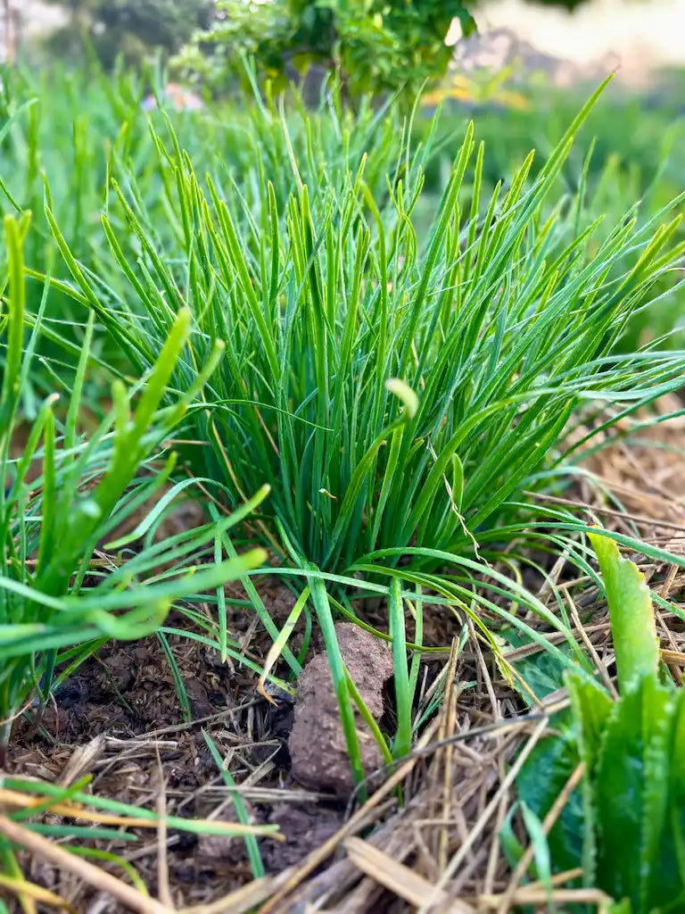 Garlic Chives Live Plants - 50 Bare Root Allium tuberosum, Non-GMO Perennial