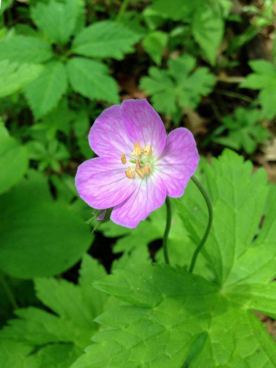 Wild Geranium (Geranium canadense) Bulbs - 10 Live Roots, Native Perennial for Shade Gardens