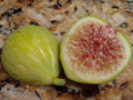 Sicilian White Fig Cutting (Ficus carica) - 3+ Nodes, 8+" Long for Propagation