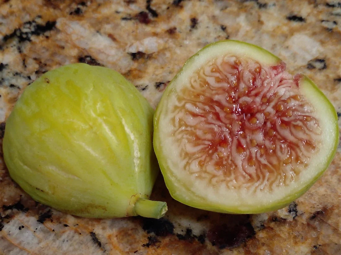 Sicilian White Fig Cutting (Ficus carica) - 3+ Nodes, 8+" Long for Propagation
