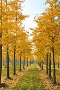 Ginkgo Biloba Live Tree - Bareroot 6–12" - Zones 3–9