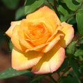 Gold Medal Hybrid Tea Rose – Bare Root Live Starter Plant, 1 Rose Bush