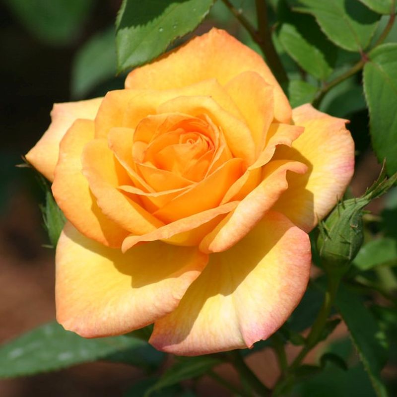 Gold Medal Hybrid Tea Rose – Bare Root Live Starter Plant, 1 Rose Bush