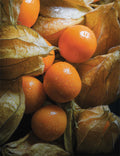 6 Fresh Unrooted Golden Berry 'V Pineapple' Cuttings | Physalis Peruviana (Cape Gooseberry)