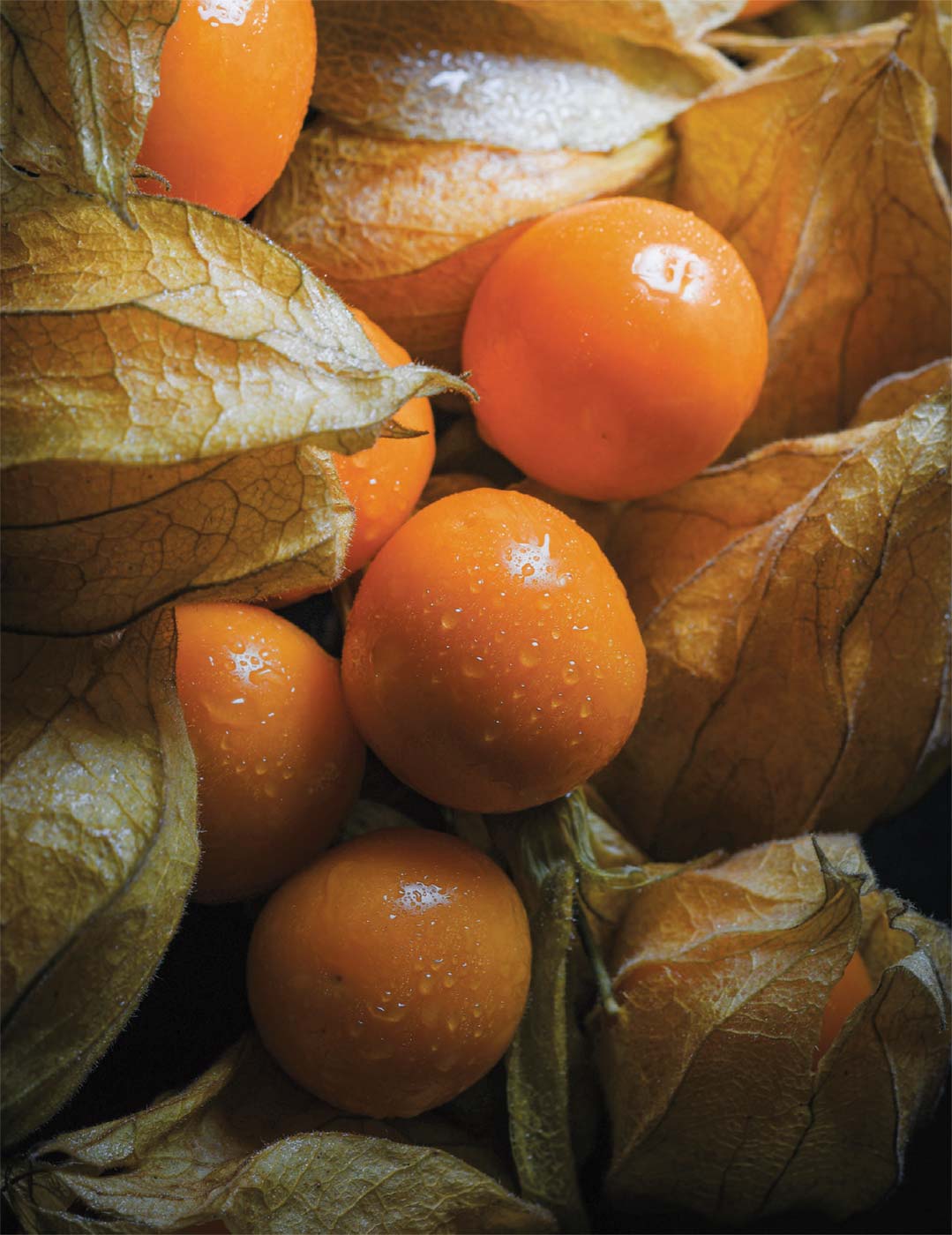 6 Fresh Unrooted Golden Berry 'V Pineapple' Cuttings | Physalis Peruviana (Cape Gooseberry)