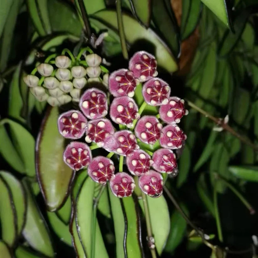 Hoya wayetii Rooted Plant Bareroot | Easy-Care Tropical Wax Plant for Hanging Baskets