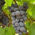 Jupiter Seedless Grape Cuttings (5 Unrooted) Vitis vinifera – Muscat Flavor, Easy to Grow