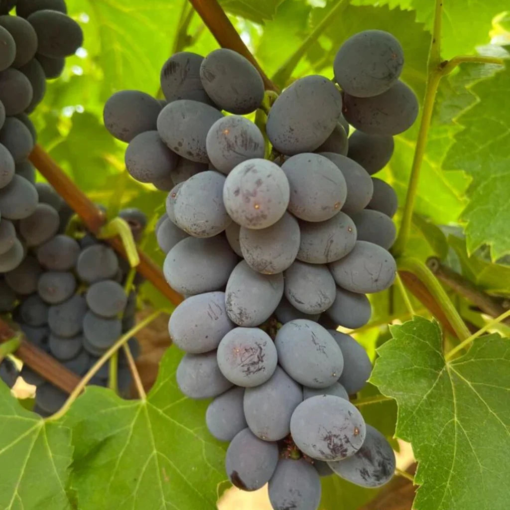 Jupiter Seedless Grape Cuttings (5 Unrooted) Vitis vinifera – Muscat Flavor, Easy to Grow