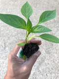 Hungarian Wax Banana Pepper Live Starter Plant – Capsicum annuum, Yellow to Red