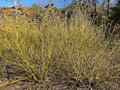 Yellow Twig Dogwood Bud's Yellow (Cornus alba) 1 Gal Live Plant