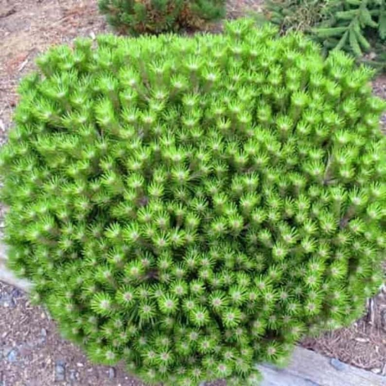 Low Glow Japanese Red Pine Live Plant - Pinus densiflora 'Low Glow' 10 in in 1 Gal Pot
