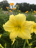 Daylily Big Time Happy – 3 Bare Root Plants, Bright Yellow Reblooming Hemerocallis