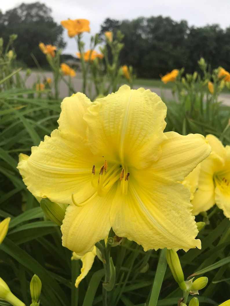 Daylily Big Time Happy – 3 Bare Root Plants, Bright Yellow Reblooming Hemerocallis