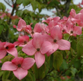 Scarlet Fire Dogwood Cornus kousa Rutpink Bare Root Plant - 24 in