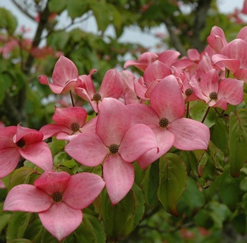 Scarlet Fire Dogwood Cornus kousa Rutpink Bare Root Plant - 24 in
