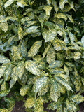 Gold Dust Aucuba 3 Gallon Live Plant | Aucuba japonica Variegated Evergreen Shrub