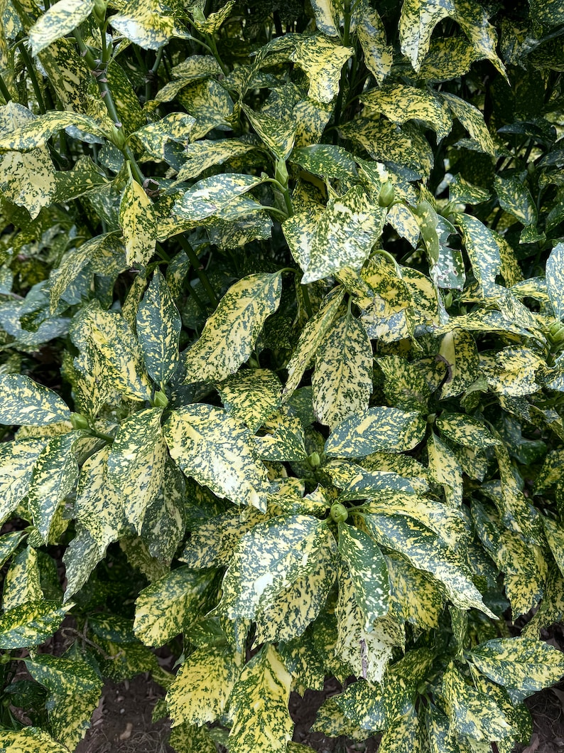 Gold Dust Aucuba 3 Gallon Live Plant | Aucuba japonica Variegated Evergreen Shrub