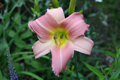 Daylily Bama Music Bare Root Plants (3) – Red & Yellow Bi-Color Hemerocallis