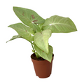 Syngonium Milk Confetti - Pink Variegated Arrowhead Vine Starter Plant, 2-Inch