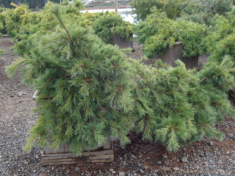 Niagara Falls Weeping White Pine (Pinus strobus) 12" Live Plant in 1 Gallon Pot