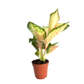 Aglaonema China Red Live Plant - 2" Rooted Starter Chinese Evergreen
