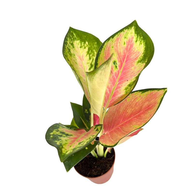 China Red Aglaonema (Aglaonema 'China Red') - 2in Rooted Starter Plant