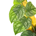 Monstera Dubia Live Plant - Fully Rooted Starter Climbing Plant with Silver Shingling Foliage