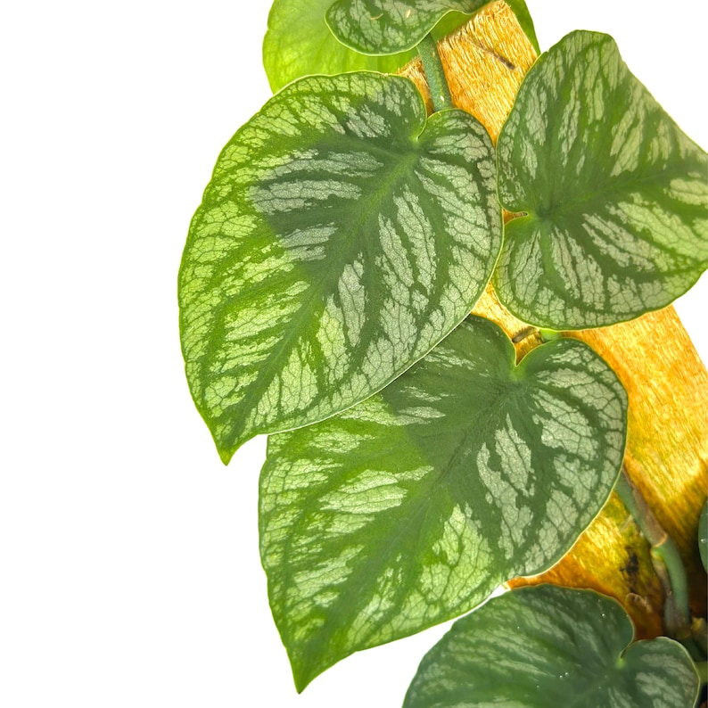 Monstera Dubia Live Plant - Fully Rooted Starter Climbing Plant with Silver Shingling Foliage