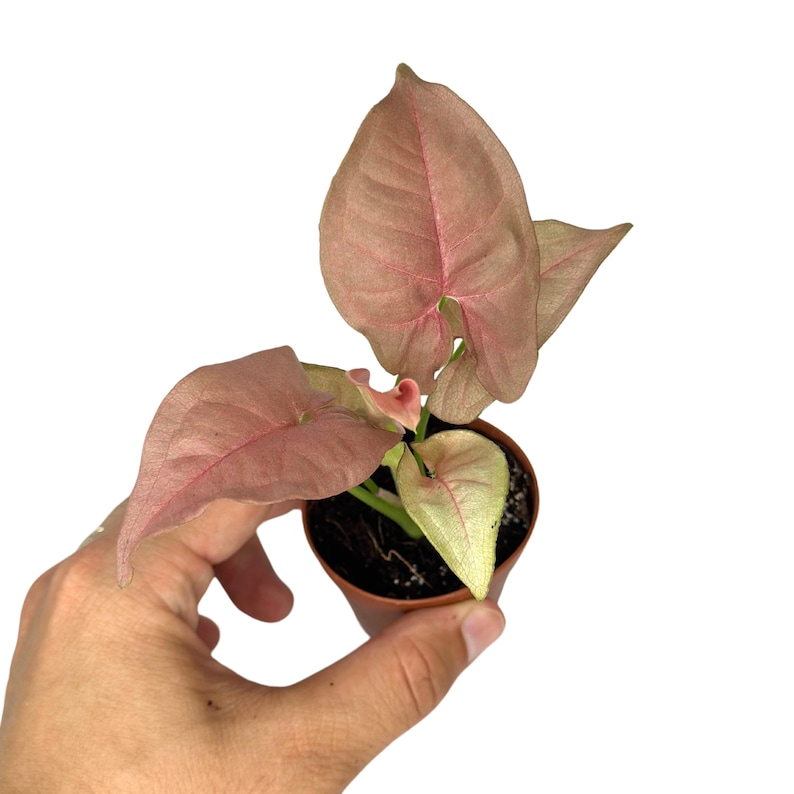 Syngonium Neon Robusta Pink Arrowhead Live Plant | Rooted 2-Inch Starter Plant