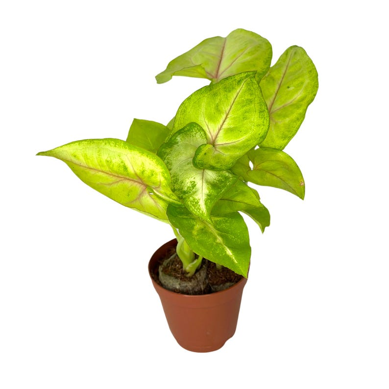 Syngonium Golden Allusion - Rooted 2" Starter Plant | Variegated Arrowhead Houseplant
