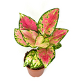 Aglaonema Pink Beauty - Rooted 2" Pink-Green Chinese Evergreen, Indoor Houseplant